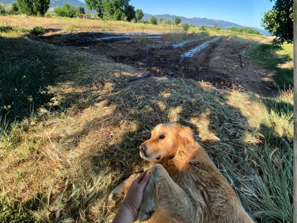 Doğanın Kalbinden Gelen Saflık