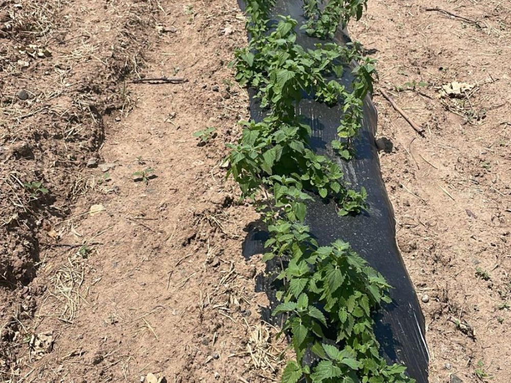 Minik Dostlarımızın Mutluluğu